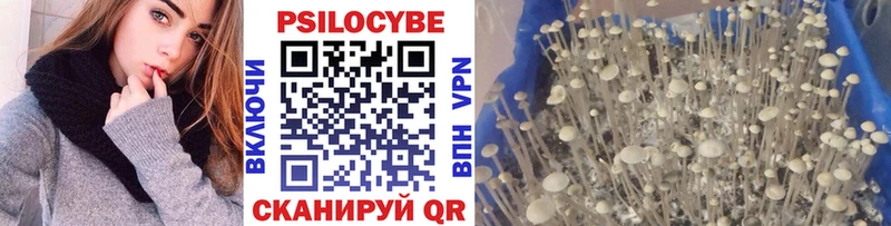 Псилоцибиновые грибы прущие грибы  Купить закладки  Мичуринск 